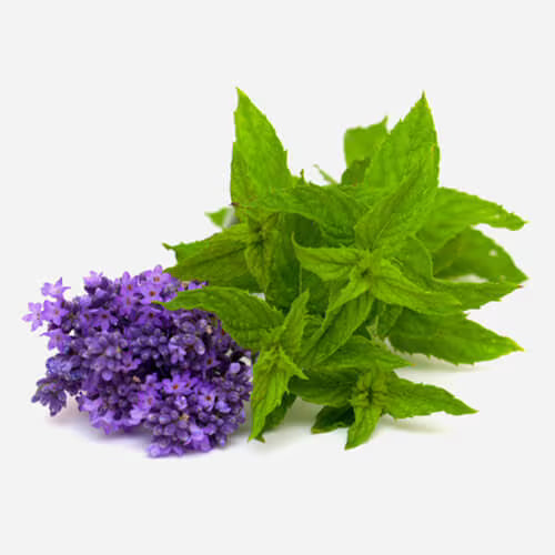 Essential Oils